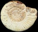 Perisphinctes Ammonite - Jurassic #46916-1